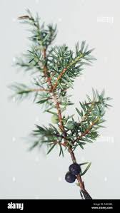 Attēlu rezultāti vaicājumam “Juniperus communis leaf”