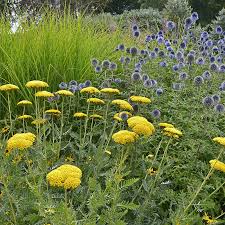 Image result for Achillea filipendulina