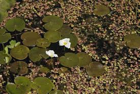 Attēlu rezultāti vaicājumam “Hydrocharis morsus-ranae”