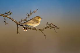 Attēlu rezultāti vaicājumam “Phylloscopus trochilus”