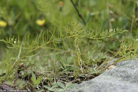 Attēlu rezultāti vaicājumam “Thesium alpinum”