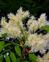 Attēlu rezultāti vaicājumam “Fraxinus excelsior flower”
