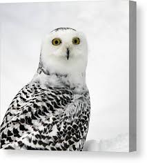 Image result for Bubo scandiacus