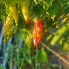 Afbeeldingsresultaat voor paper lantern hot pepper