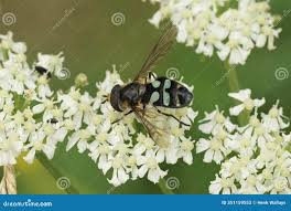 Attēlu rezultāti vaicājumam “Didea alneti”