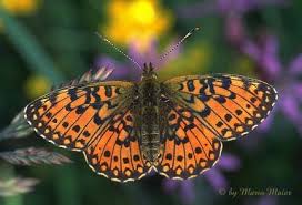 Attēlu rezultāti vaicājumam “Clossiana selene”