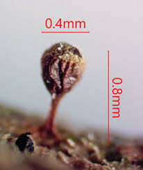 Attēlu rezultāti vaicājumam “Craterium aureonucleatum”