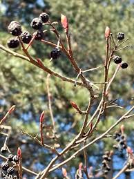 Attēlu rezultāti vaicājumam “Aronia melanocarpa bud”