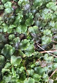 Attēlu rezultāti vaicājumam “Marchantia polymorpha”