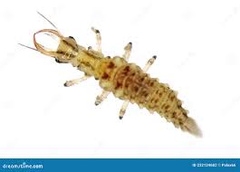 Attēlu rezultāti vaicājumam “Chrysopidae larva”