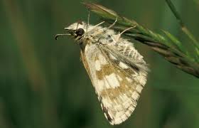 Attēlu rezultāti vaicājumam “Pyrgus serratulae”