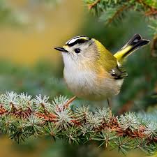 Attēlu rezultāti vaicājumam “Regulus regulus adult”