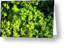 Attēlu rezultāti vaicājumam “Sphagnum squarrosum”