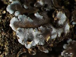 Attēlu rezultāti vaicājumam “Physconia enteroxantha”