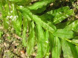 Attēlu rezultāti vaicājumam “Plagiomnium undulatum”