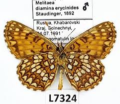 Attēlu rezultāti vaicājumam “Melitaea diamina”