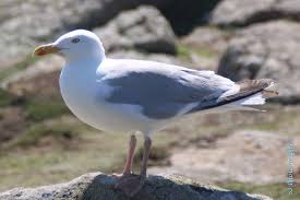 Attēlu rezultāti vaicājumam “Larus argentatus”