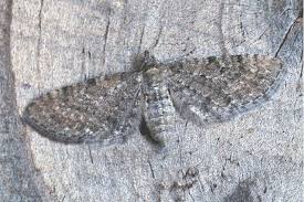 Attēlu rezultāti vaicājumam “Eupithecia satyrata”