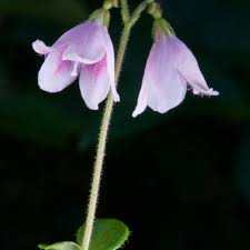 Attēlu rezultāti vaicājumam “Linnaea borealis flower”