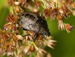 Attēlu rezultāti vaicājumam “Picromerus bidens”