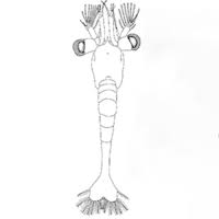 Attēlu rezultāti vaicājumam “Diderma crustaceum young”