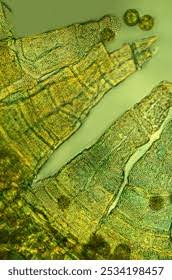 Attēlu rezultāti vaicājumam “Orthotrichum speciosum sporophyte”