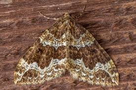 Attēlu rezultāti vaicājumam “Lampropteryx suffumata”