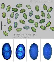 Attēlu rezultāti vaicājumam “Sowerbyella radiculata”