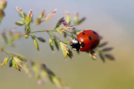 Attēlu rezultāti vaicājumam “Coccinella septempunctata imago”