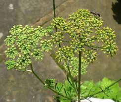 Attēlu rezultāti vaicājumam “Selinum carvifolia fruit”