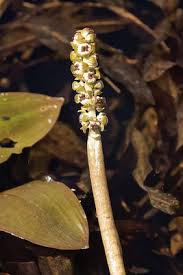 Attēlu rezultāti vaicājumam “Stuckenia filiformis flower”