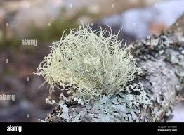 Attēlu rezultāti vaicājumam “Usnea subfloridana”