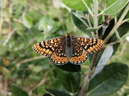 Attēlu rezultāti vaicājumam “Euphydrias aurinia”