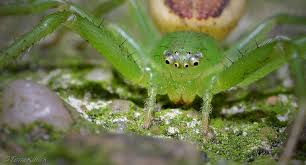 Attēlu rezultāti vaicājumam “Diaea dorsata”