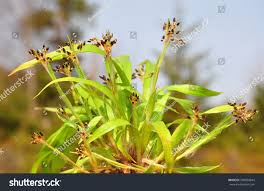 Attēlu rezultāti vaicājumam “Luzula pilosa bud”