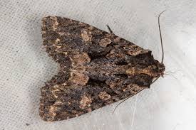 Attēlu rezultāti vaicājumam “Mniotype satura”