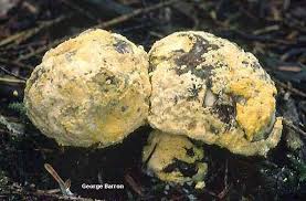 Attēlu rezultāti vaicājumam “Hypomyces chrysospermus”