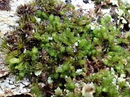 Attēlu rezultāti vaicājumam “Dicranella crispa”