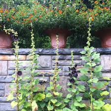 Image result for Alcea rosea nigra