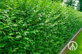 Attēlu rezultāti vaicājumam “Ligustrum vulgare”