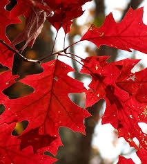 Attēlu rezultāti vaicājumam “Quercus rubra leaf”