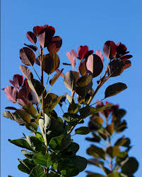 Attēlu rezultāti vaicājumam “Cotinus coggygria leaf”