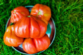 Afbeeldingsresultaat voor butter and bull heart tomato