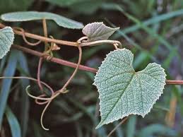 Attēlu rezultāti vaicājumam “Vitaceae”