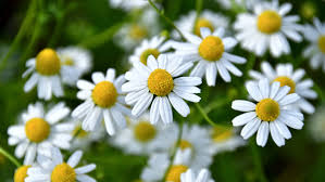 Image result for Kamille