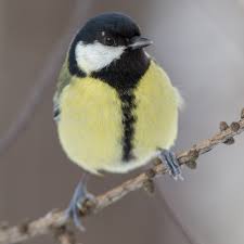 Attēlu rezultāti vaicājumam “Parus major female”