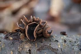 Attēlu rezultāti vaicājumam “Encoelia furfuracea”