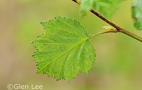 Attēlu rezultāti vaicājumam “Crataegus x macrocarpa leaf”