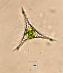 Attēlu rezultāti vaicājumam “Physarum penetrale stalked”