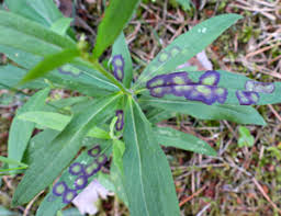 Attēlu rezultāti vaicājumam “Cystiphora sanguinea larva”